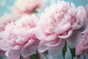 AI generated Beautiful pink large flowers peonies on a light blue turquoise background. Generative AI photo