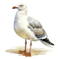 AI generated Watercolor seagull isolated on white background. AI Generated photo