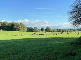 A view of some Deer in the wild in Cheshire photo