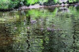 Ducklings in the water at High Dam Tarn in the Lake District photo