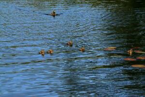 Ducklings in the water at High Dam Tarn in the Lake District photo
