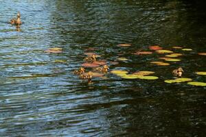 Ducklings in the water at High Dam Tarn in the Lake District photo