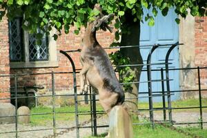 A view of a Fallow Deer in the Cheshire Countryside photo
