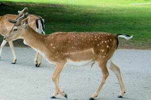 A view of a Fallow Deer in the Cheshire Countryside photo