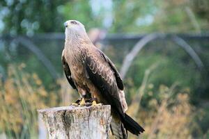 A view of a Red Kite photo