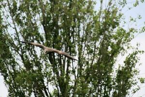 A view of a Red Kite photo