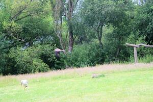 A view of a Red Kite photo