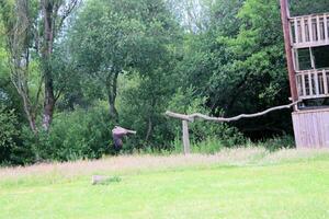 A view of a Red Kite photo