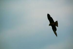 A view of a Red Kite photo