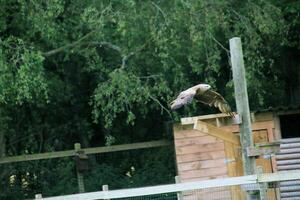 A view of a Red Kite photo