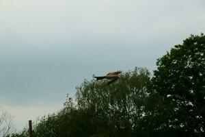 A view of a Red Kite photo