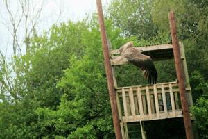 A view of a Red Kite photo