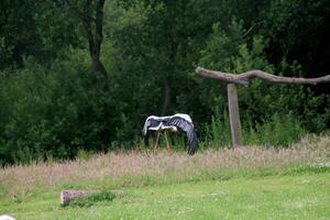 A view of a White Stork photo