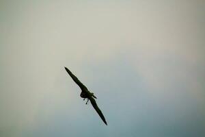 un ver de un lanner halcón foto