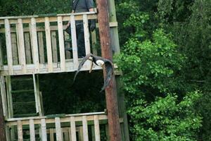 A view of an American Bald Eagle photo