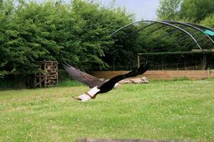 A view of an American Bald Eagle photo