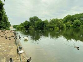 A view of some Ducks and Geese in London photo