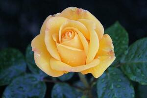A view of some flowers photo