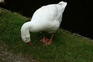 A view of a White Goose photo