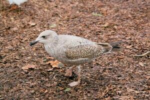 A view of a Seagull photo