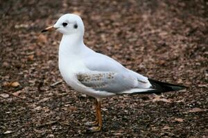 A view of a Seagull photo