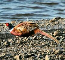 A view of a Pheasant photo