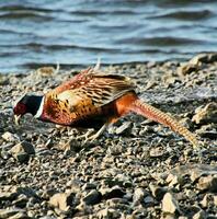 A view of a Pheasant photo