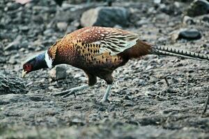 A view of a Pheasant photo