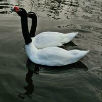 A view of 2 Black Necked Swans photo