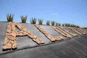 aloe vera sign spelled out in rocks photo