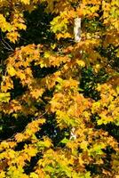 a tree with yellow and green leaves photo