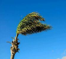 a palm tree blowing in the wind against a blue sky photo