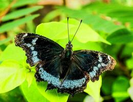 a black and blue butterfly sits on a green leaf photo