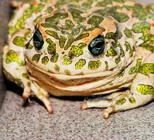 a close up of a green and white toad photo