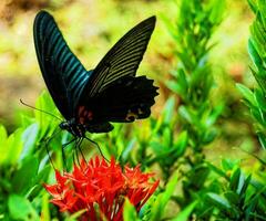 un negro mariposa es sentado en un rojo flor foto