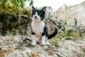 a black and white cat standing on a rock photo