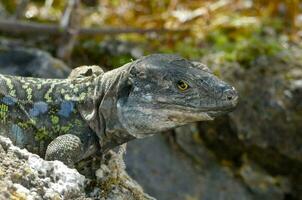 a close up of a lizard on a rock photo