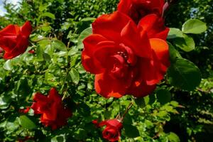 rosas rojas en el jardín foto