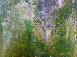 Green moss on weathered wall. Plant growing on wall. Abstract grunge background. photo