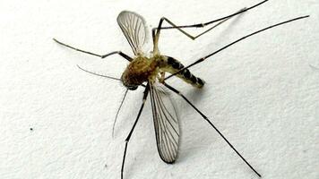 Mosquito isolated on white paper background Aedes aegypti Mosquito. Close up a Mosquito malaria photo