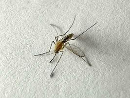 Mosquito isolated on white paper background Aedes aegypti Mosquito. Close up a Mosquito malaria photo