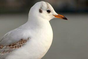 Seagull bird or seabird standing feet on the thames river bank in London, Close up view of white gray bird seagull photo