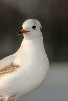 Seagull bird or seabird standing feet on the thames river bank in London, Close up view of white gray bird seagull photo