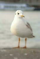 Seagull bird or seabird standing feet on the thames river bank in London, Close up view of white gray bird seagull photo