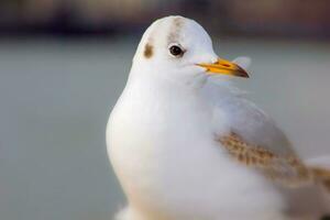 Seagull bird or seabird standing feet on the thames river bank in London, Close up view of white gray bird seagull photo