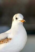 Seagull bird or seabird standing feet on the thames river bank in London, Close up view of white gray bird seagull photo