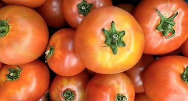 Group of tomatoes lying on a pile on top of each other, tomato texture. Selective focus, for content creation photo