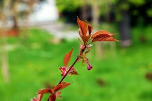 sakura o prunus serrulata en temprano primavera. joven dispara y flores foto