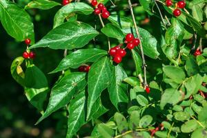 amur madreselva o lonicera maackii en octubre. el frutas son incomible. foto