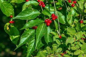 Amur honeysuckle or Lonicera maackii in October. The fruits are inedible. photo